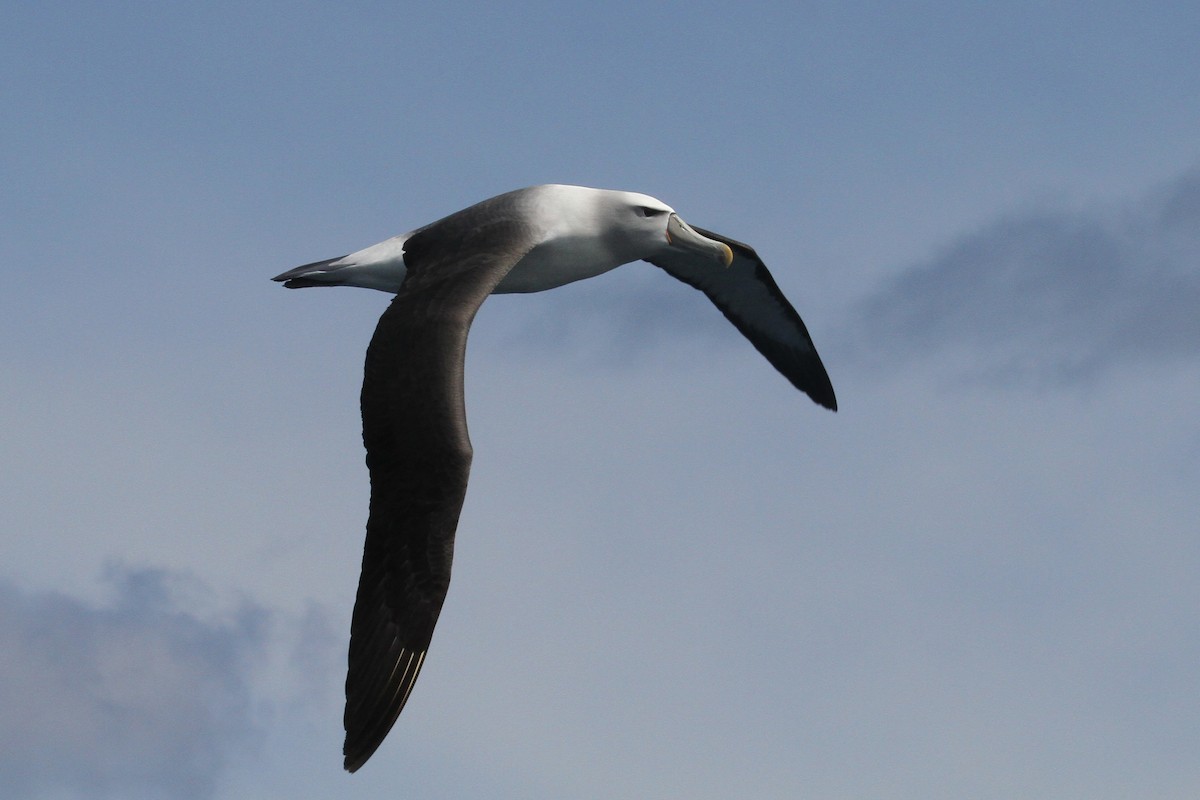 White-capped Albatross - ML615115774