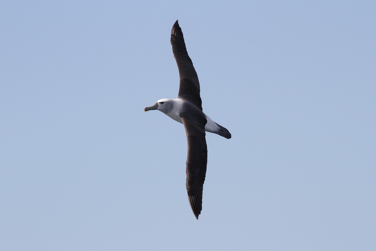 White-capped Albatross - ML615115777
