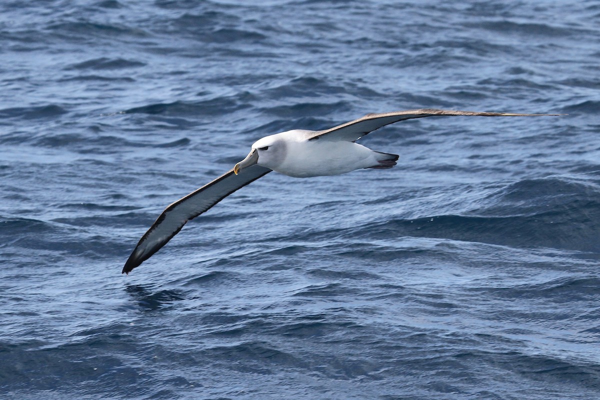 White-capped Albatross - ML615115778