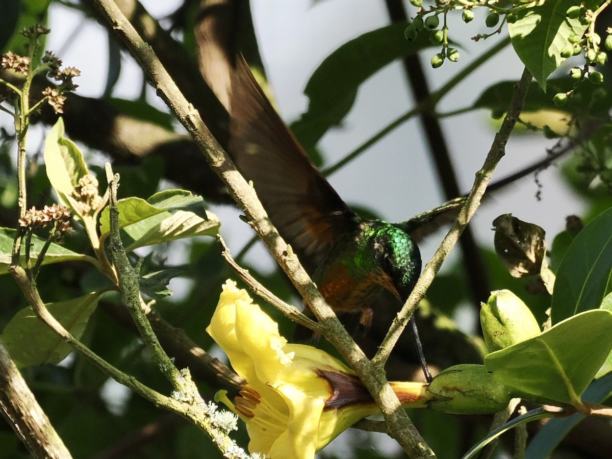 Goldbauchkolibri - ML615115826