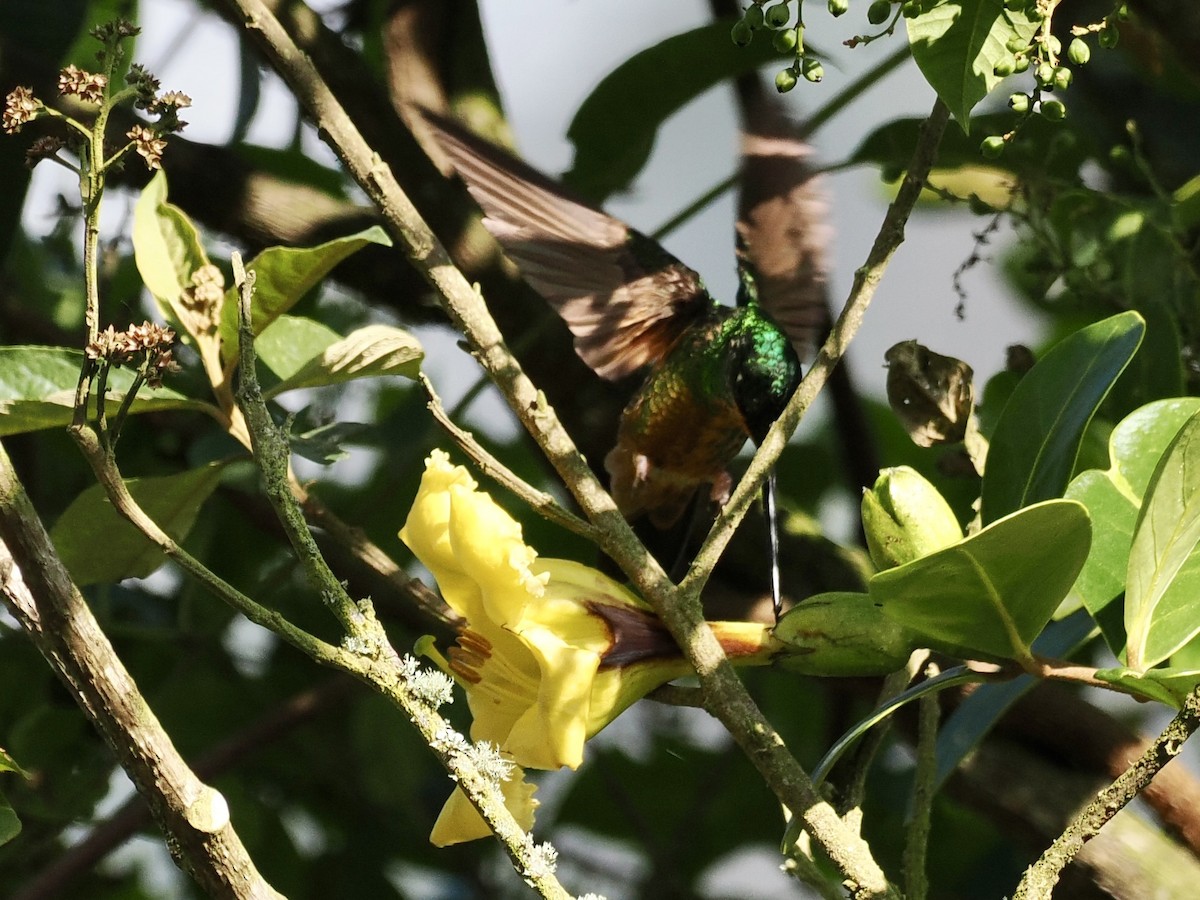 Goldbauchkolibri - ML615115827