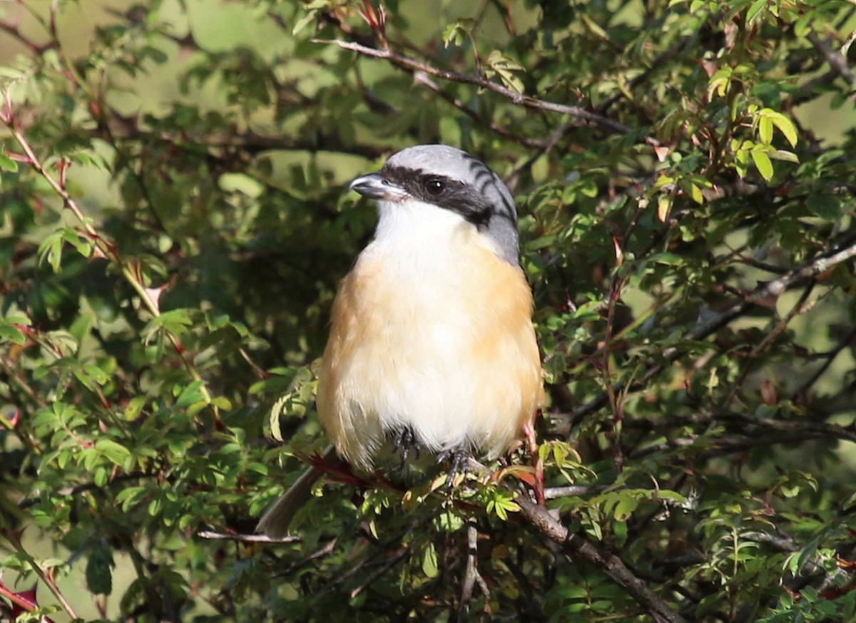 Gray-backed Shrike - ML615115881