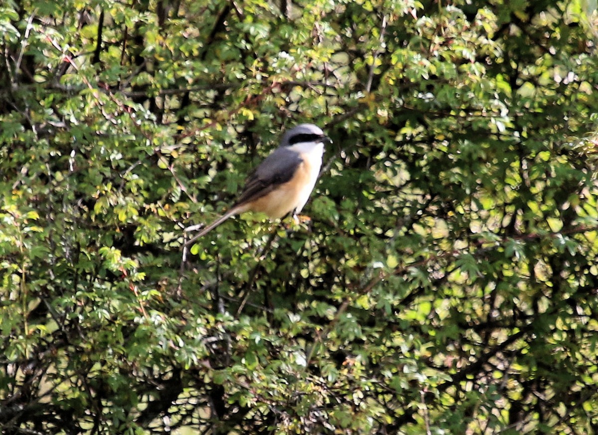 Gray-backed Shrike - ML615115882