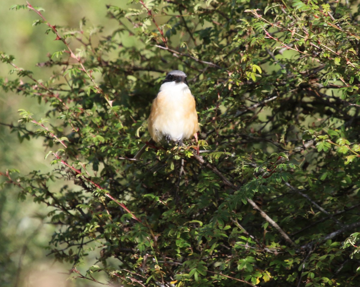 Gray-backed Shrike - ML615115883