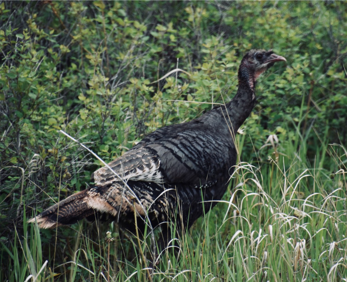 Wild Turkey - ML615115900