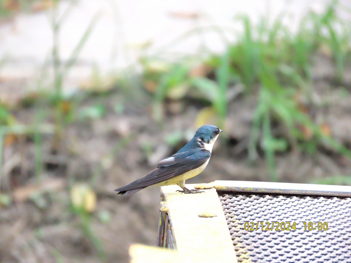 Mangrove Swallow - kathy hart