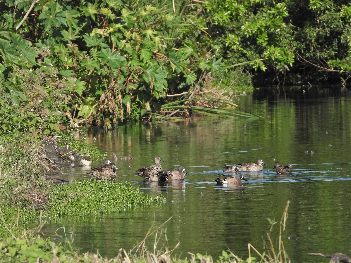 Blue-winged Teal - ML615115911