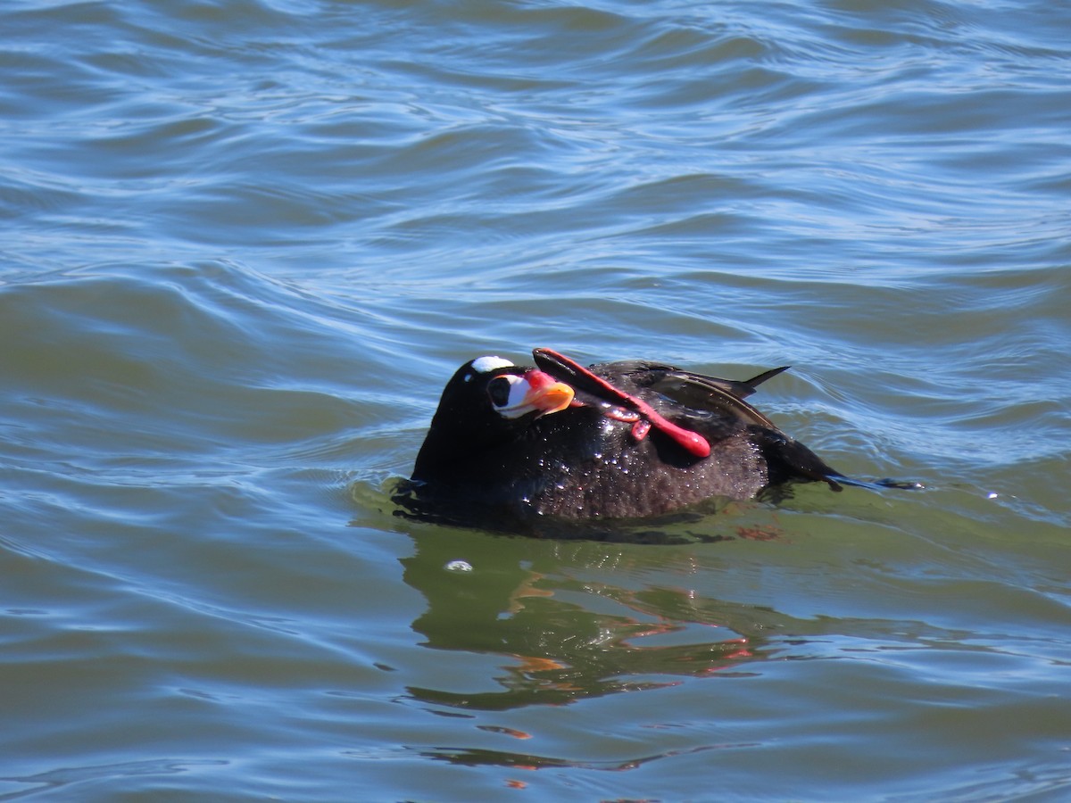 Surf Scoter - Kevin Cronin