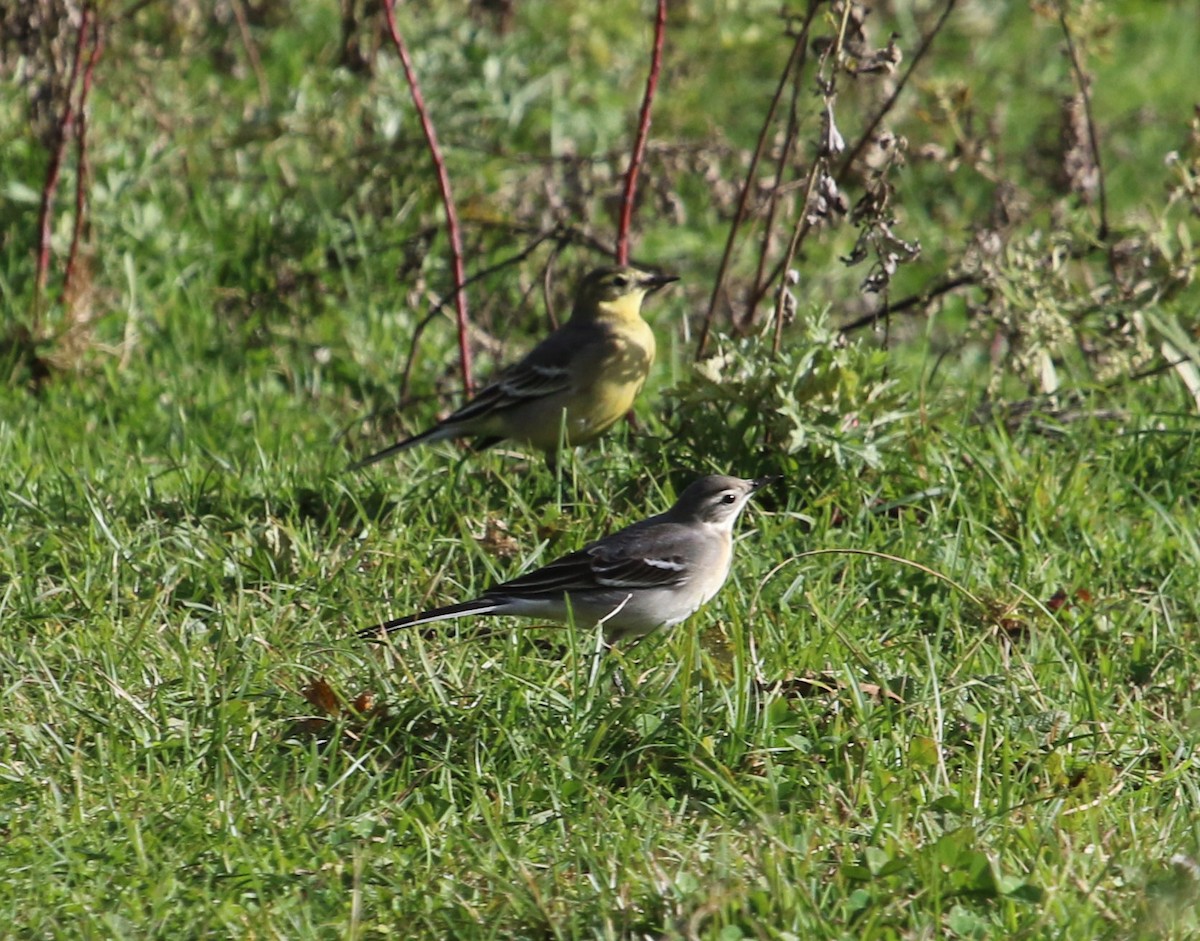 Citrine Wagtail - ML615116039