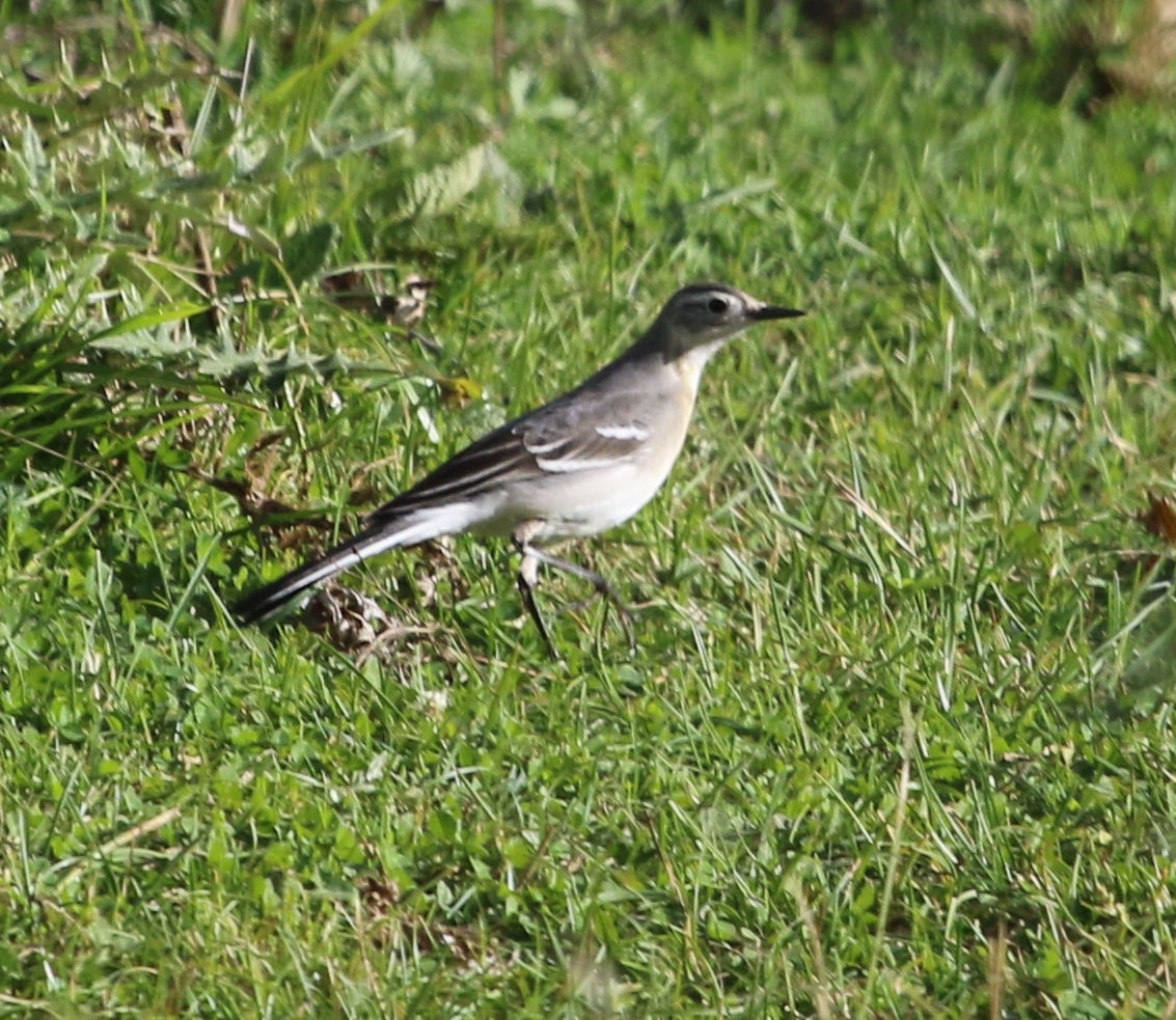 Citrine Wagtail - ML615116040