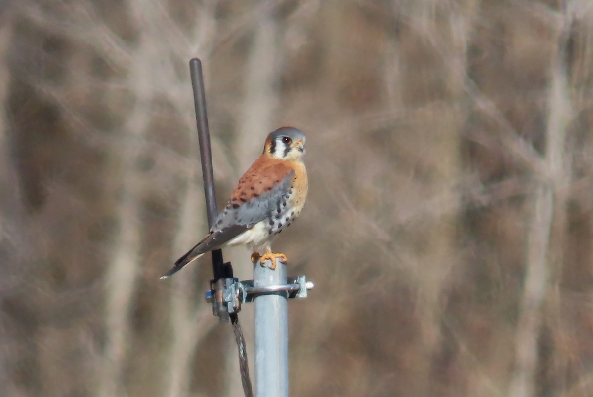 American Kestrel - ML615116042