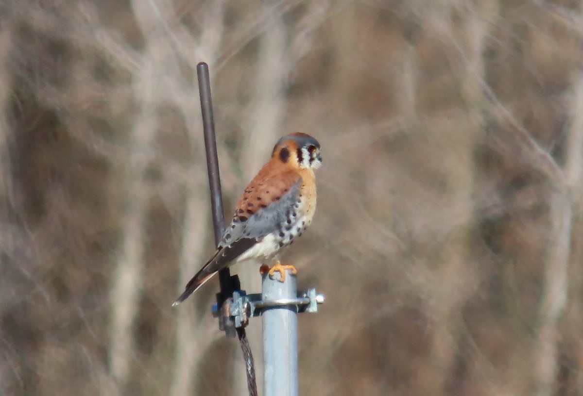 American Kestrel - Bennie Saylor