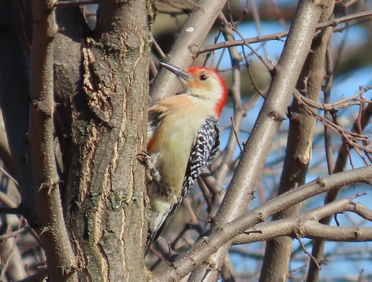 Red-bellied Woodpecker - ML615116070