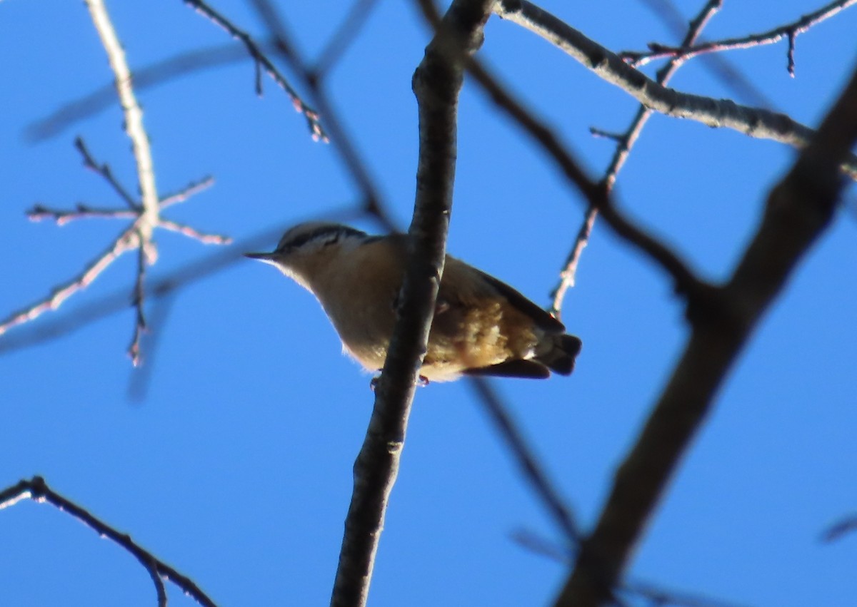 Red-breasted Nuthatch - ML615116082
