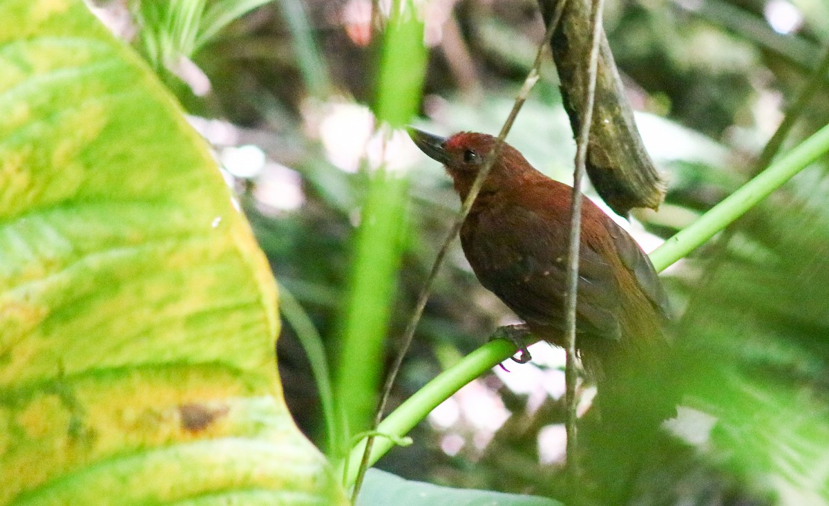 Recurve-billed Bushbird - Luis Hernánadez(@Birdsbyluishernandez)