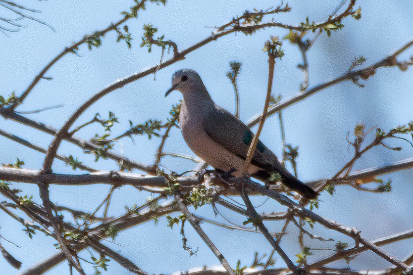 Emerald-spotted Wood-Dove - ML615116109