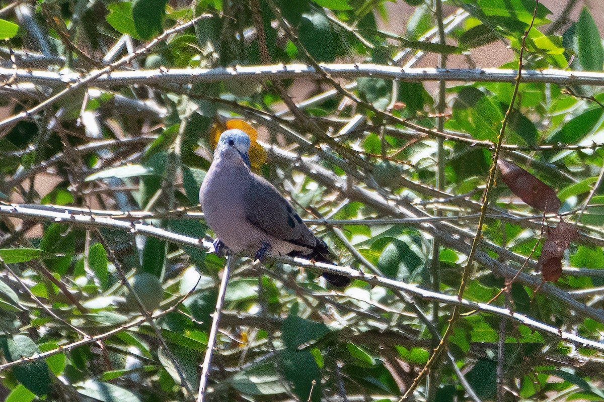 Emerald-spotted Wood-Dove - ML615116111