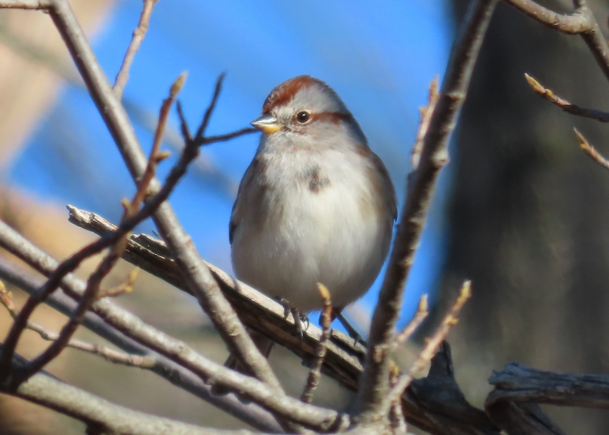 American Tree Sparrow - ML615116114