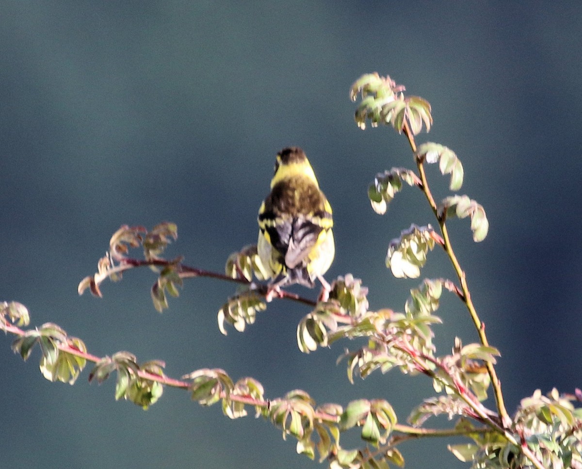 Yellow-breasted Greenfinch - Kernan Bell