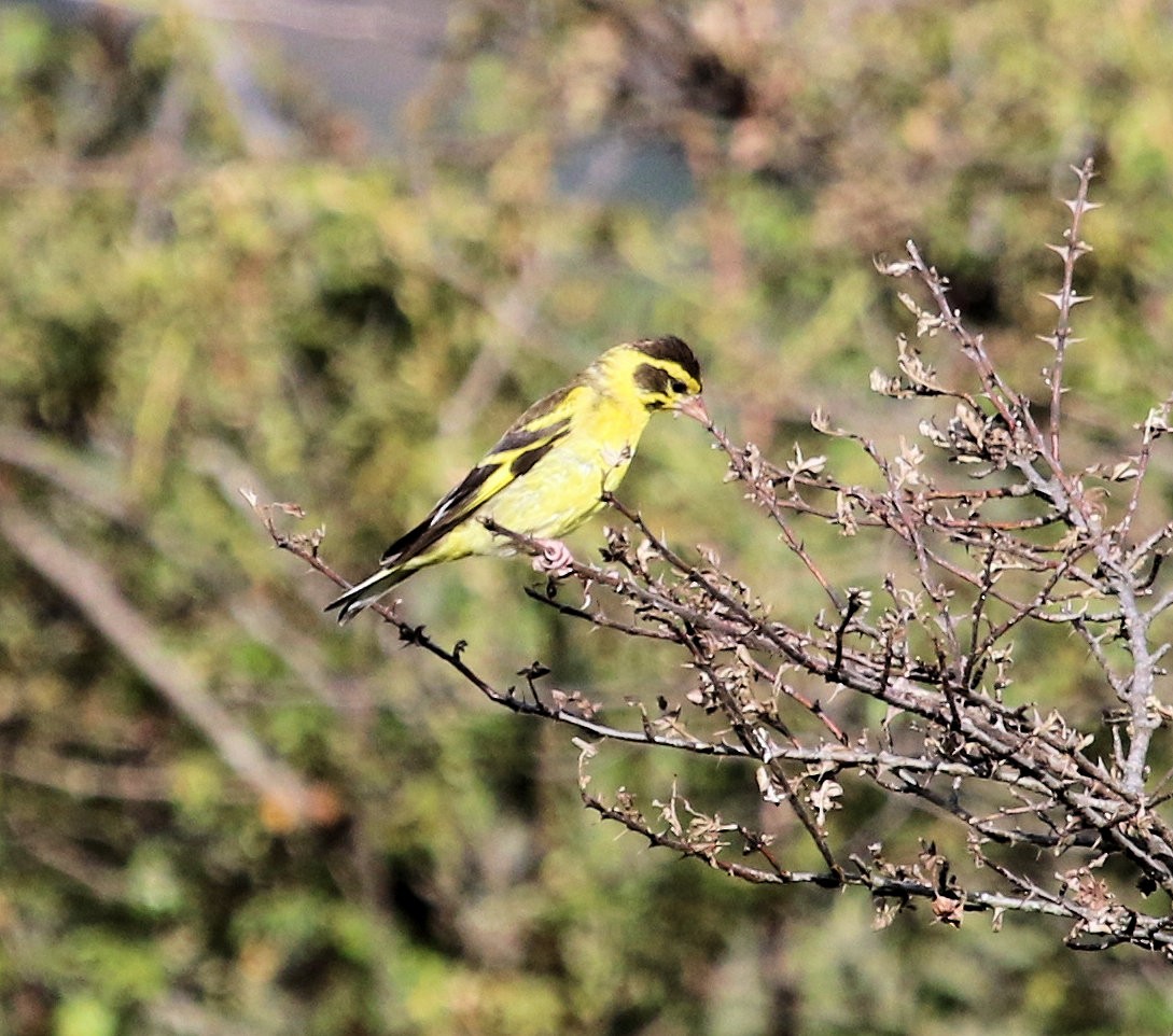 Yellow-breasted Greenfinch - Kernan Bell