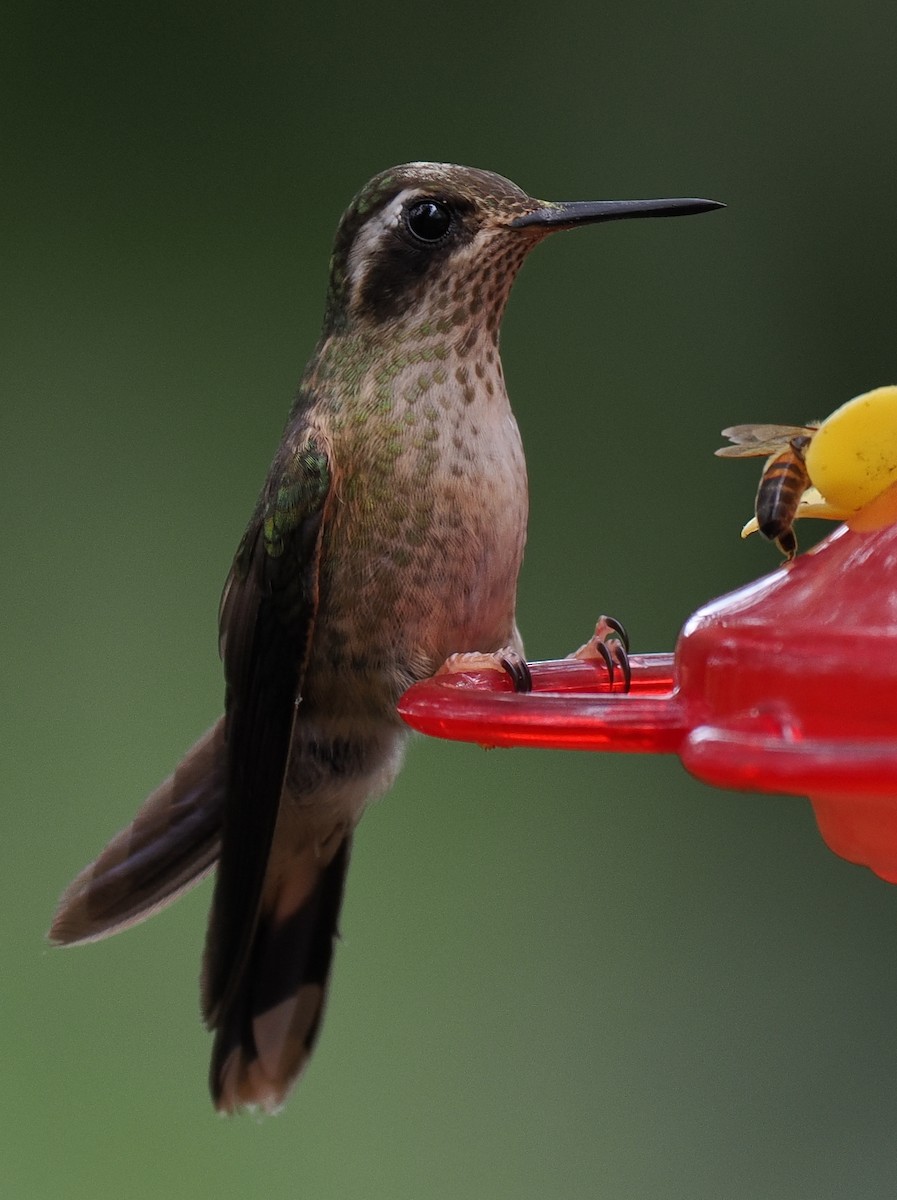 Speckled Hummingbird - ML615116158