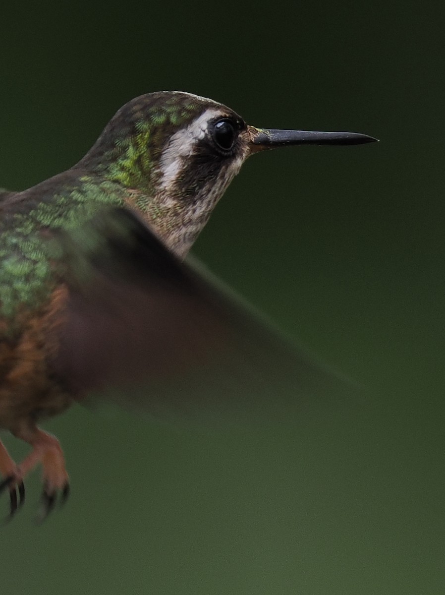 Speckled Hummingbird - ML615116160