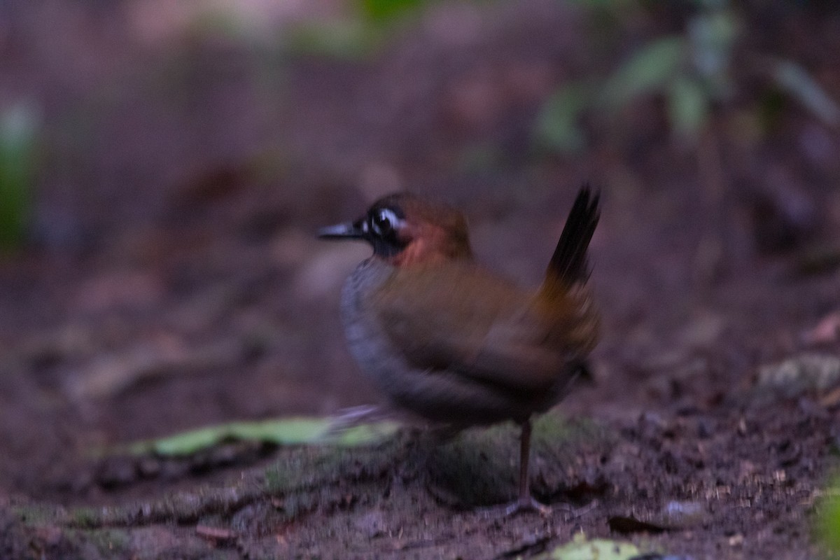 Mayan Antthrush - ML615116189