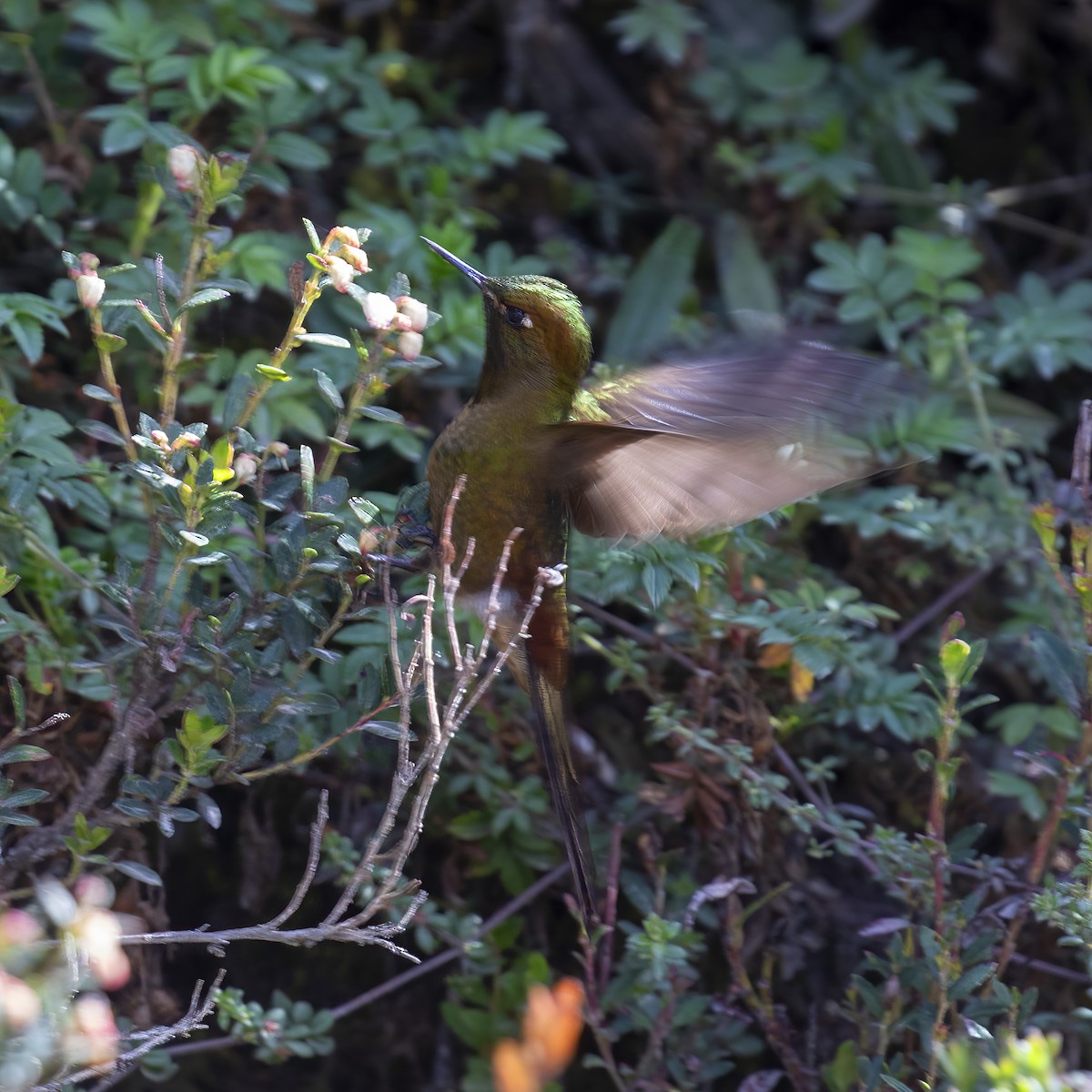 Bronze-tailed Thornbill - ML615116196