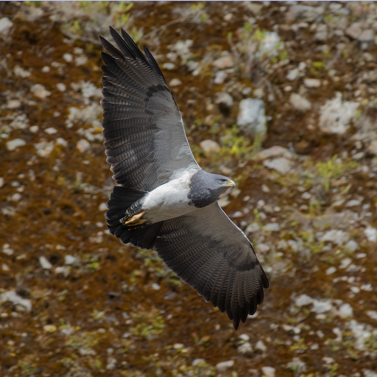 Black-chested Buzzard-Eagle - ML615116208