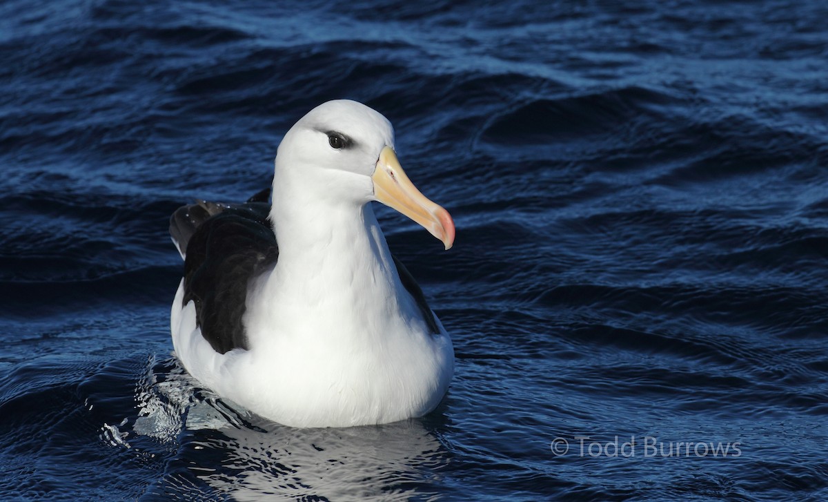 albatros černobrvý (ssp. melanophris) - ML61511621