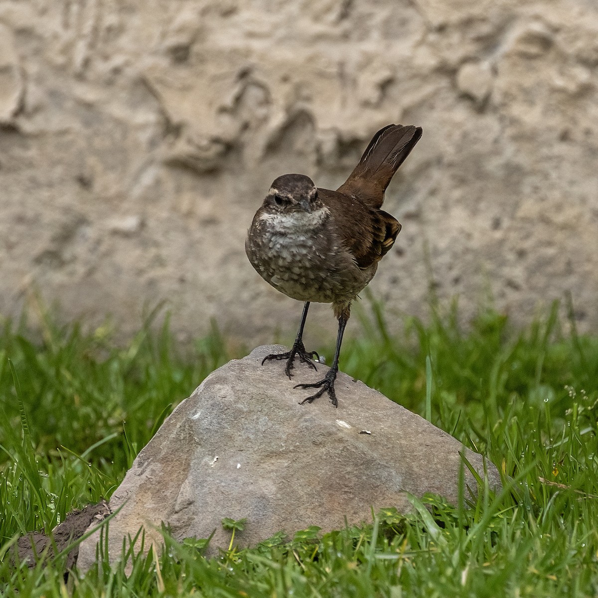 Chestnut-winged Cinclodes - Dan Vickers