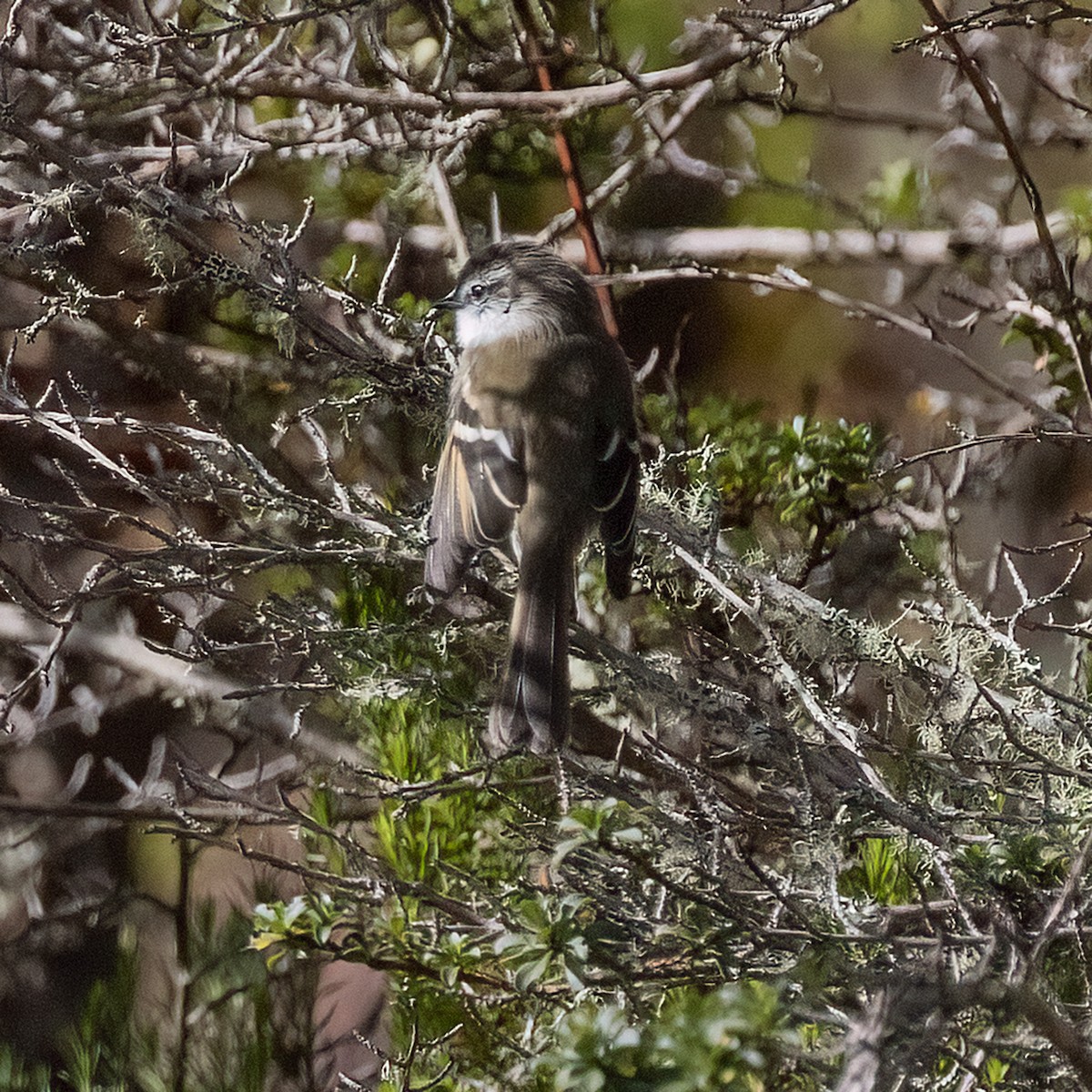 White-throated Tyrannulet - Dan Vickers