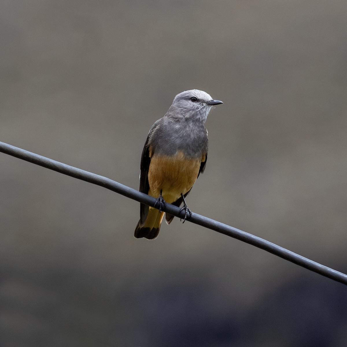 Red-rumped Bush-Tyrant - ML615116236