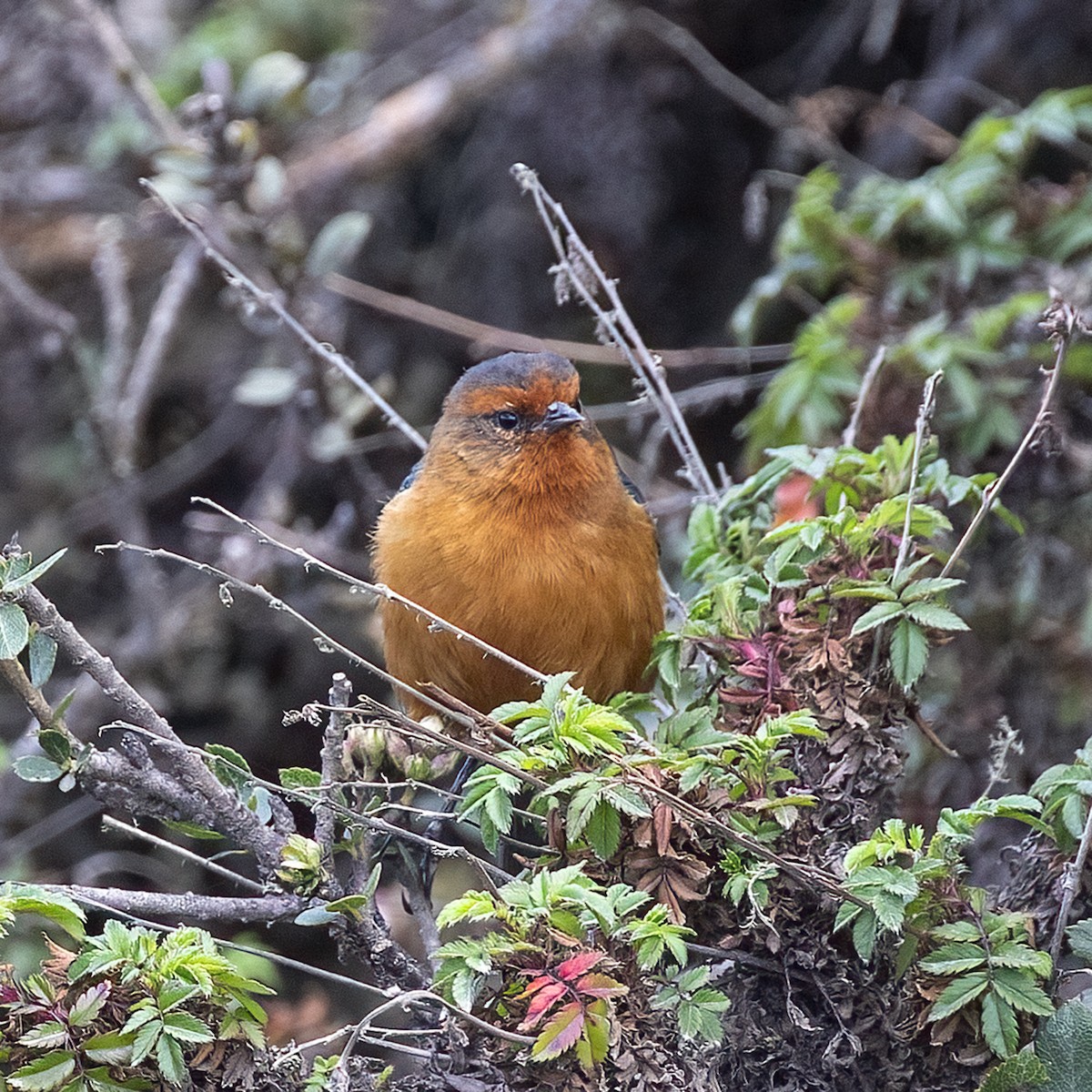 Rufous-browed Conebill - Dan Vickers