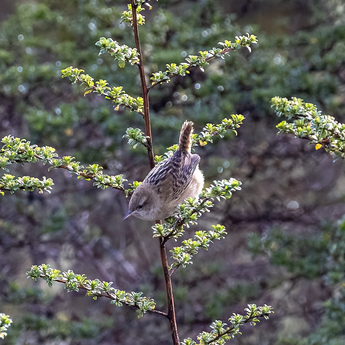 Apolinar's Wren - ML615116263