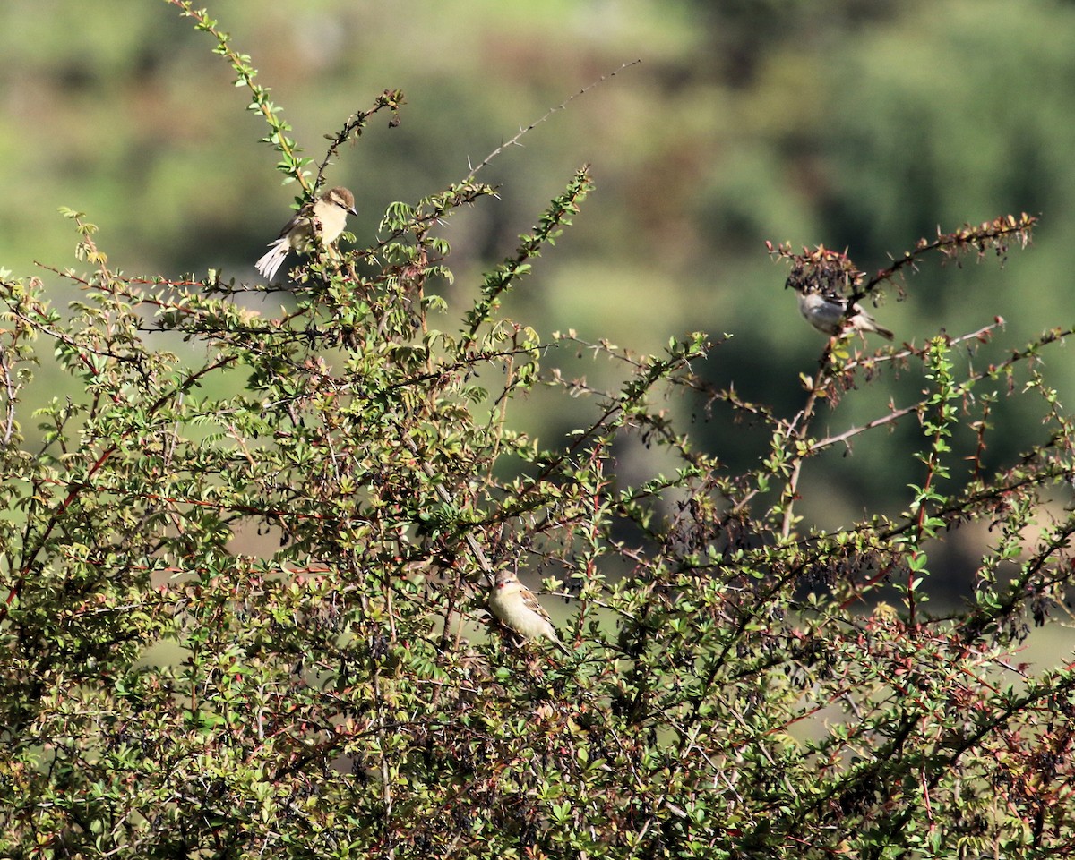 Russet Sparrow - Kernan Bell