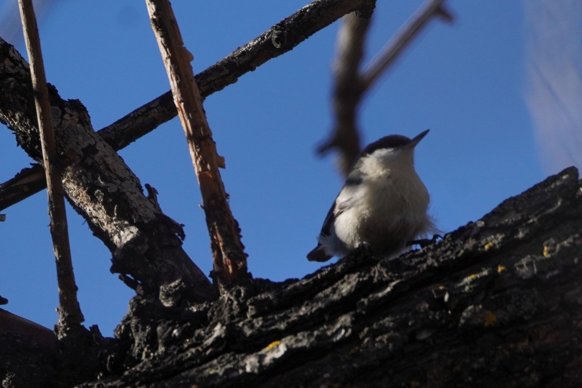 Pygmy Nuthatch - ML615116292