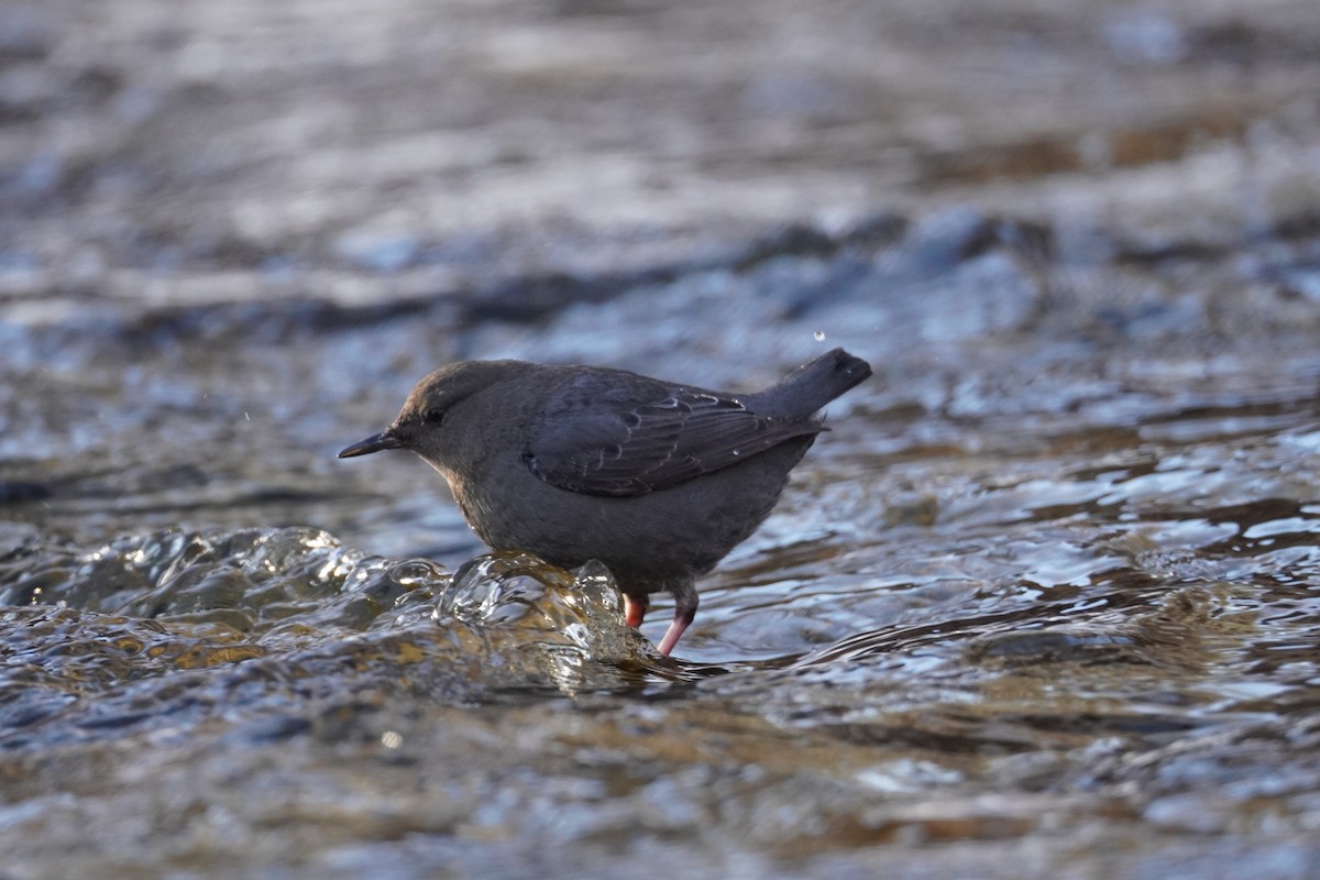 American Dipper - ML615116323