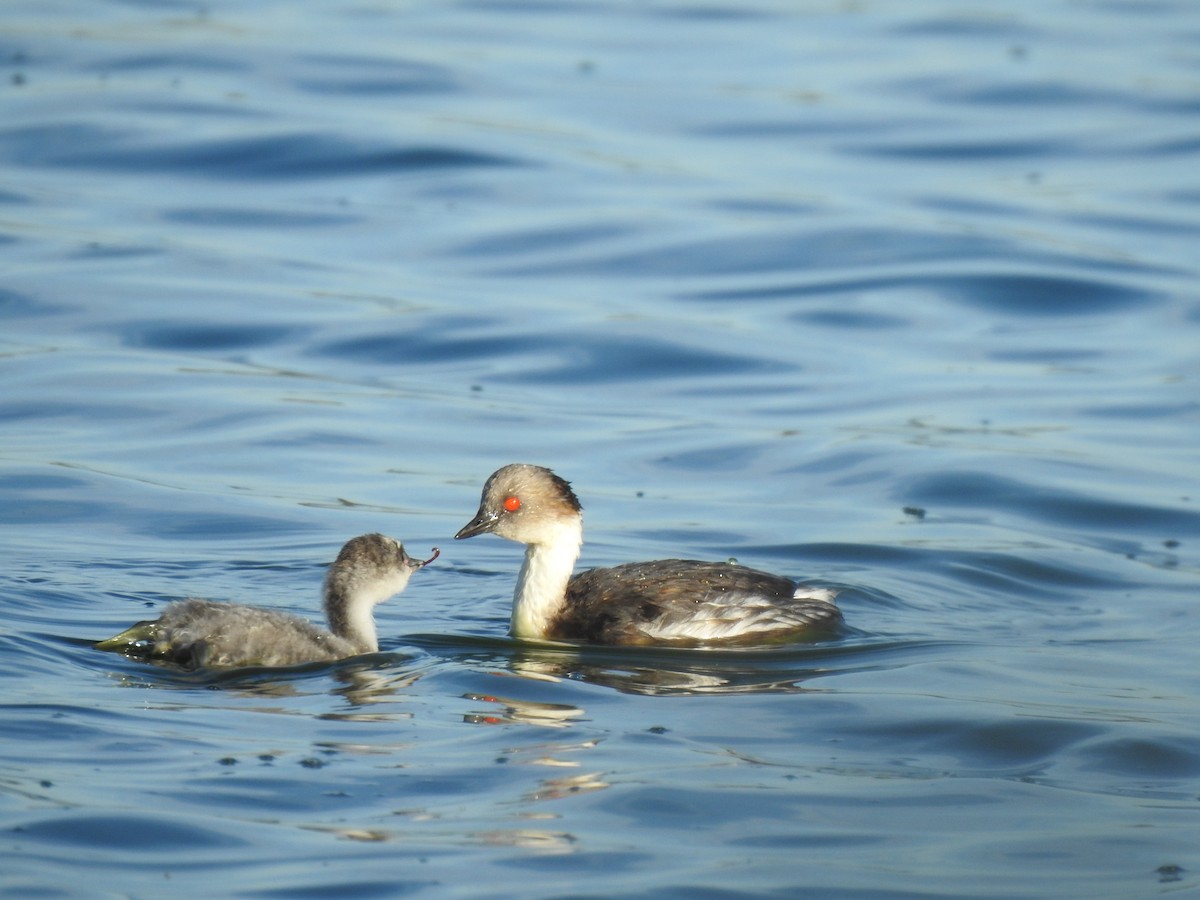 Silvery Grebe - ML615116326