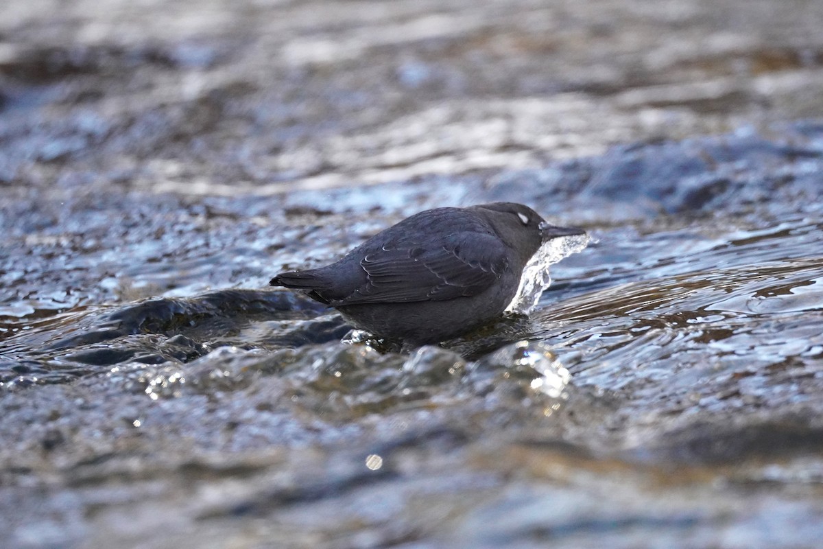 American Dipper - ML615116329