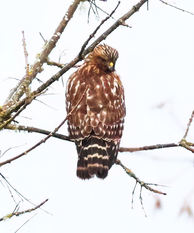 Red-shouldered Hawk - ML615116336