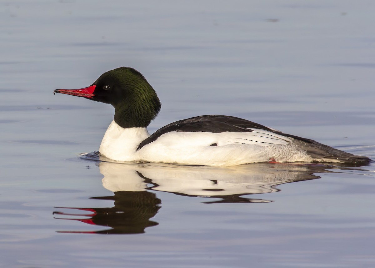 Common Merganser (North American) - Darren Pendleton