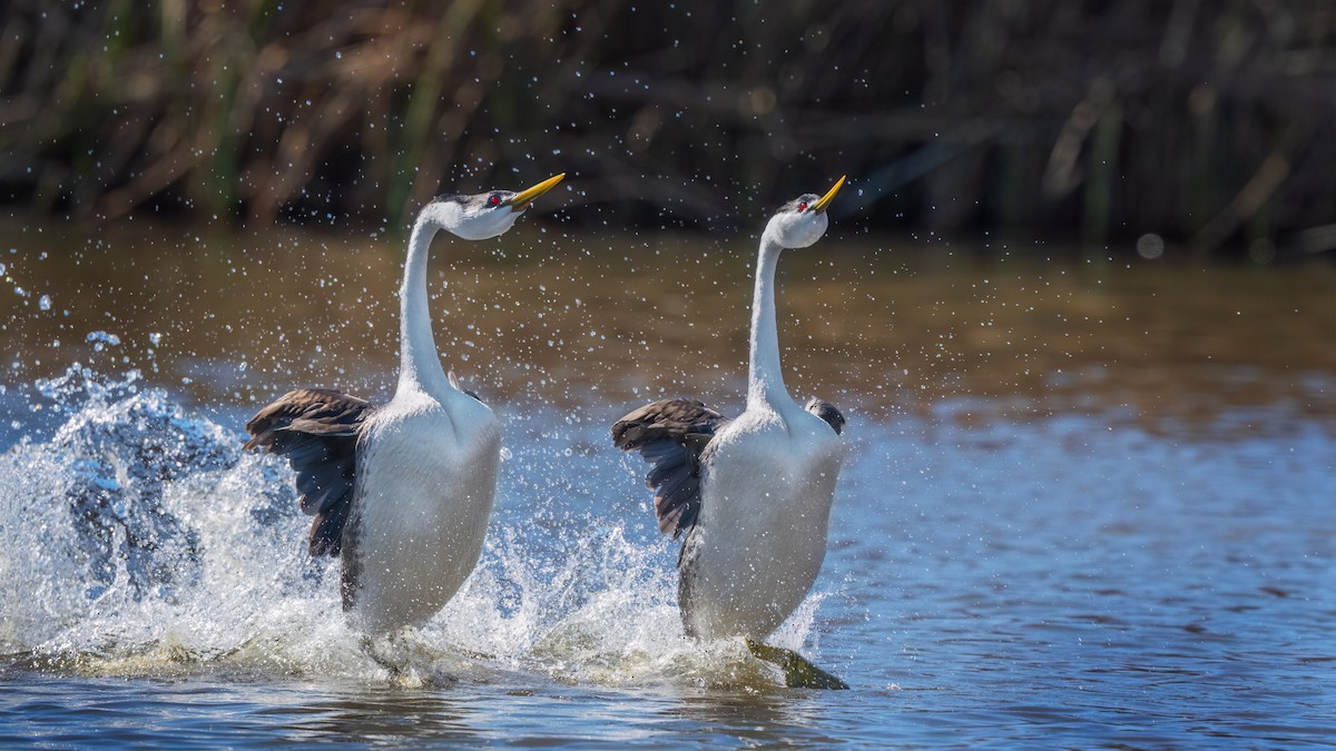 Western Grebe - Anonymous