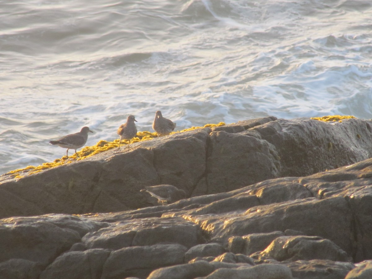 Surfbird - ML615116402