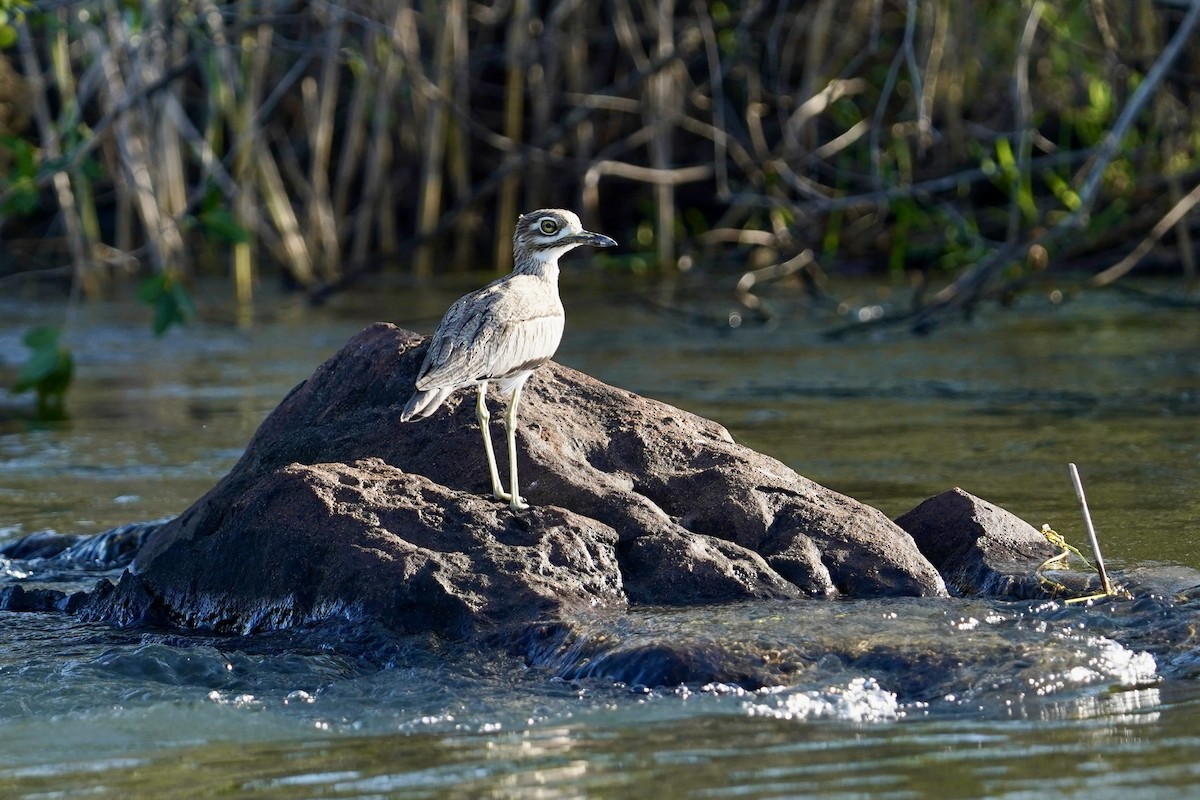 Water Thick-knee - Daniel Winzeler