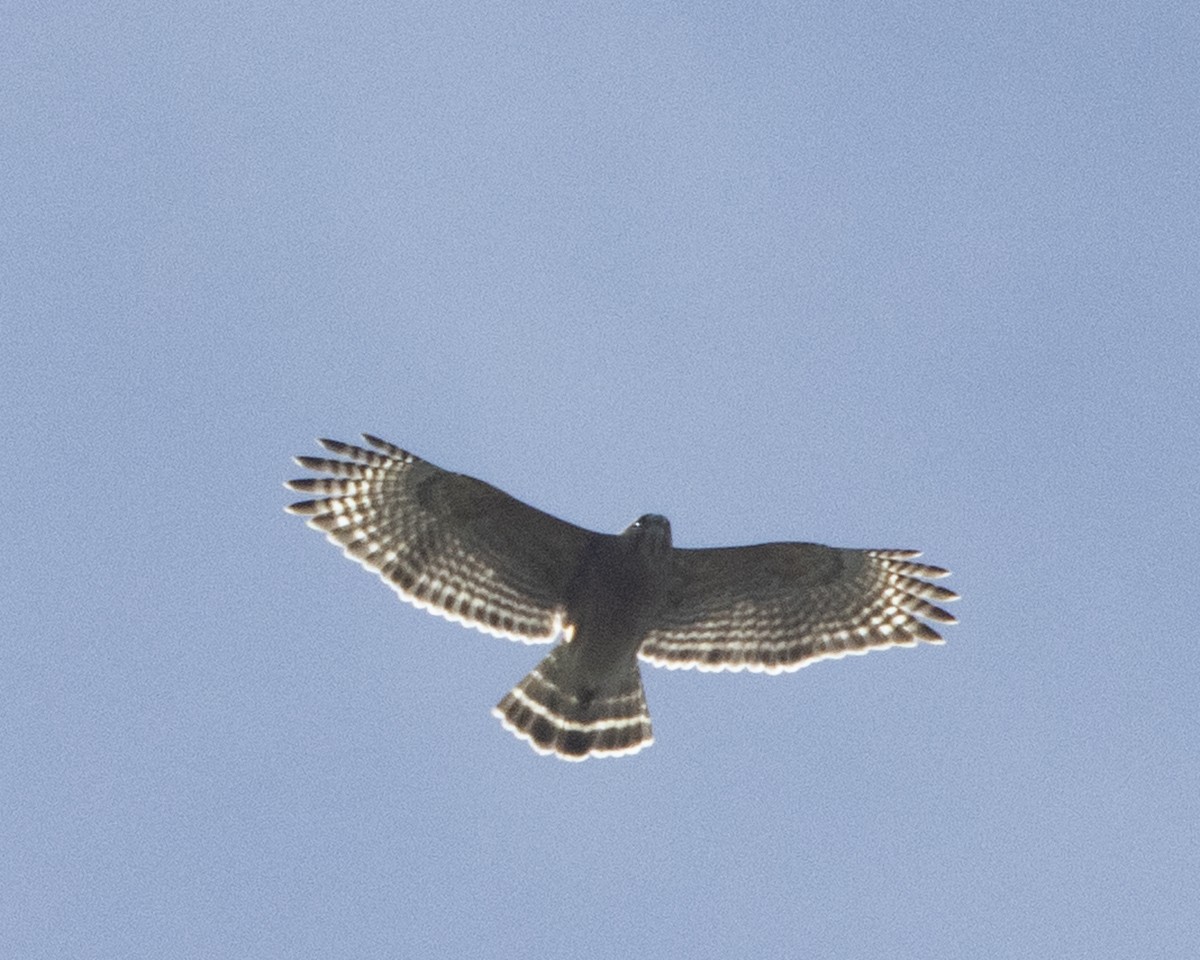 Red-shouldered Hawk - ML615116424