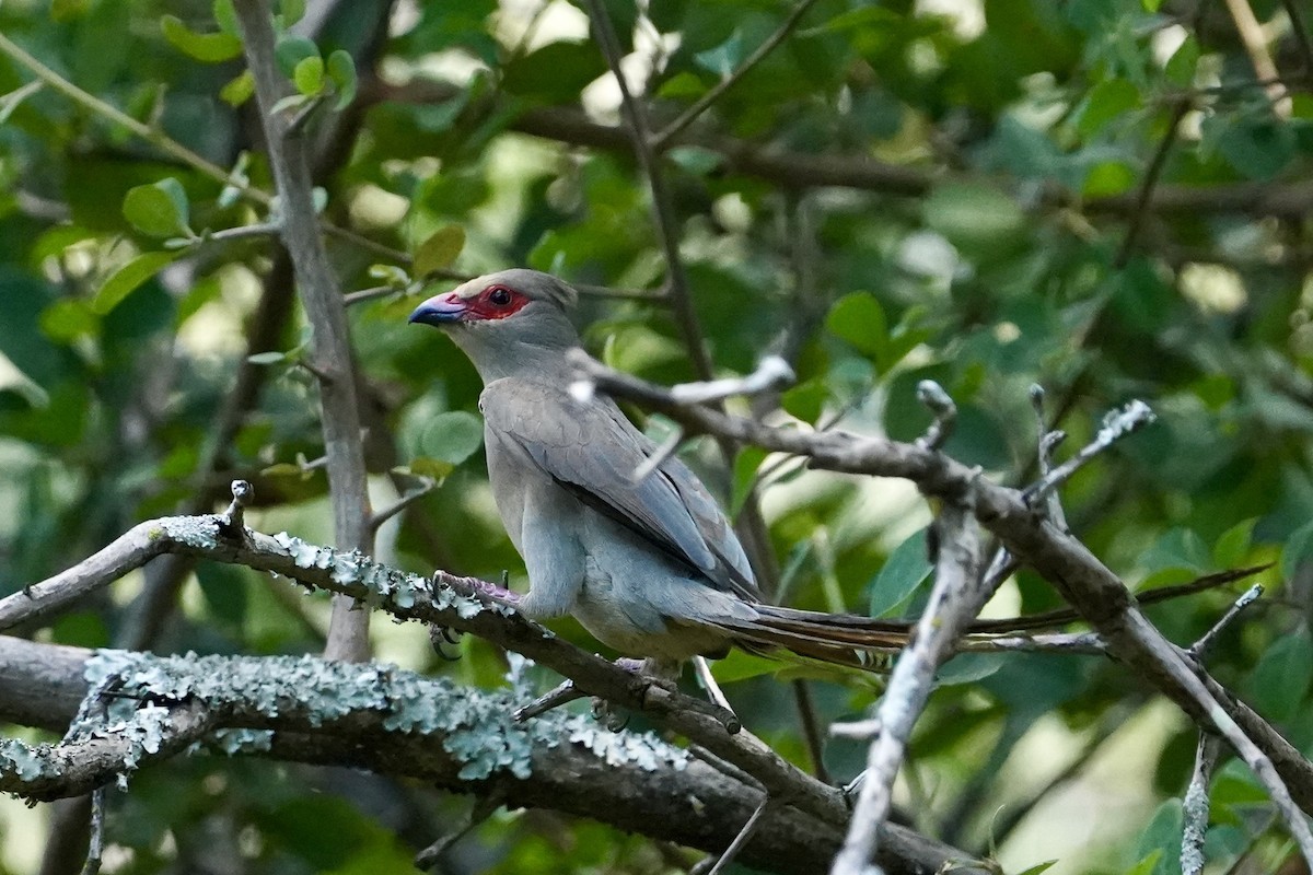 Red-faced Mousebird - ML615116433