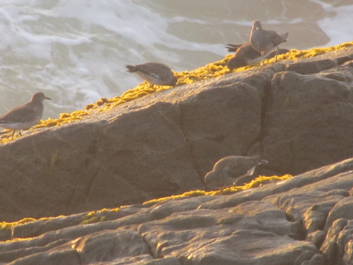 Surfbird - Sofia Stingo Diaz