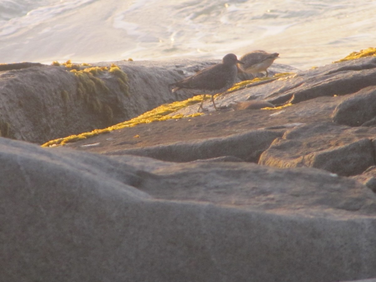 Surfbird - Sofia Stingo Diaz