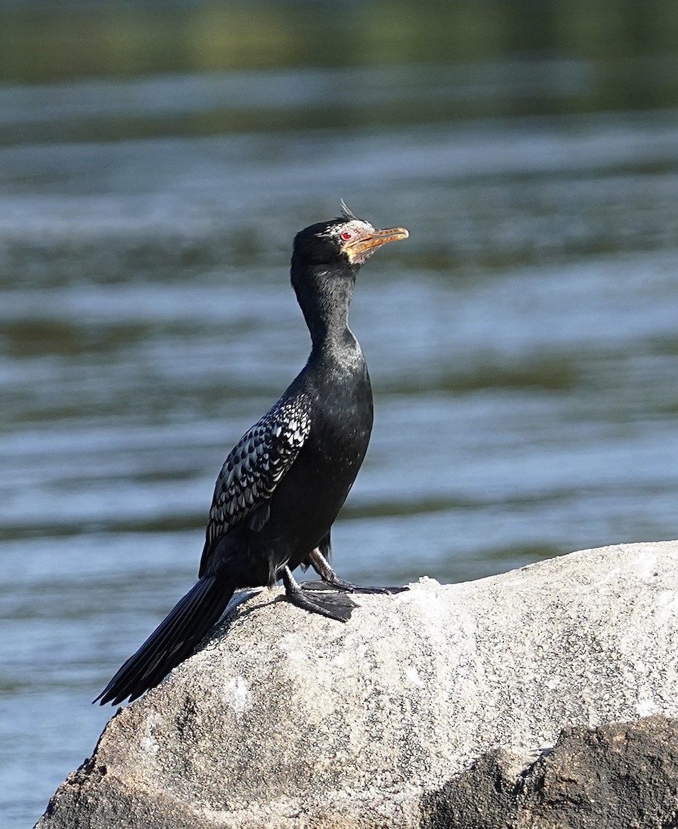 Long-tailed Cormorant - ML615116485